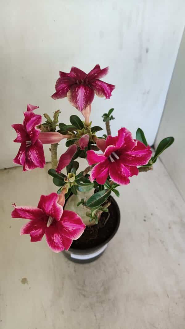 Planta Simples 3214 – 35cm – 03 anos - Imagem 9