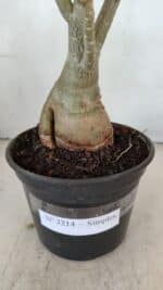 Planta Simples 3214 – 35cm – 03 anos - Imagem 8