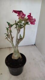 Planta Simples 3214 – 35cm – 03 anos - Imagem 6