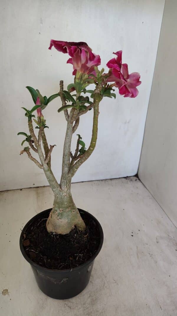 Planta Simples 3214 – 35cm – 03 anos - Imagem 6