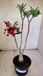 Planta Simples 3215 – 35cm – 03 anos - Imagem 2
