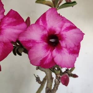Planta Simples 3218 – 55cm – 04 anos