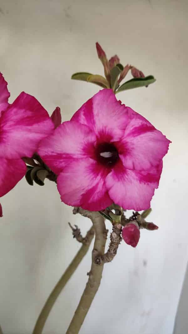Planta Simples 3218 – 55cm – 04 anos - Imagem 1