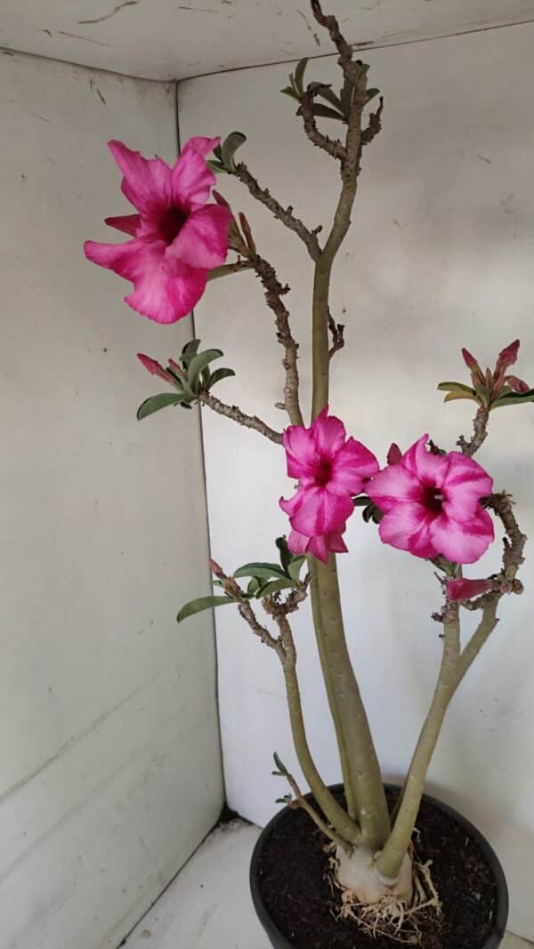 Planta Simples 3218 – 55cm – 04 anos - Imagem 5