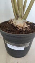 Planta Simples 3218 – 55cm – 04 anos - Imagem 8
