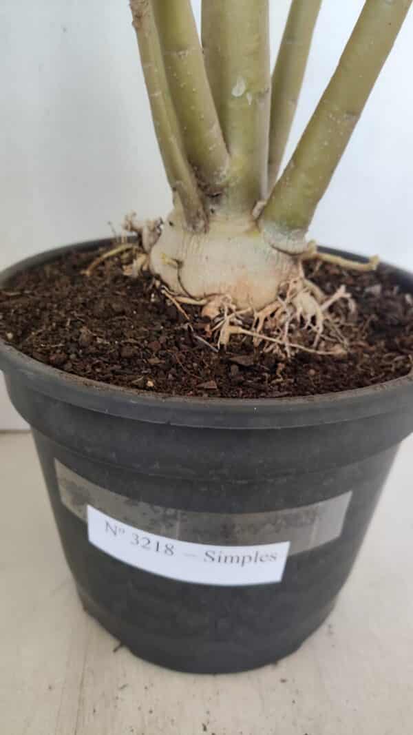 Planta Simples 3218 – 55cm – 04 anos - Imagem 8