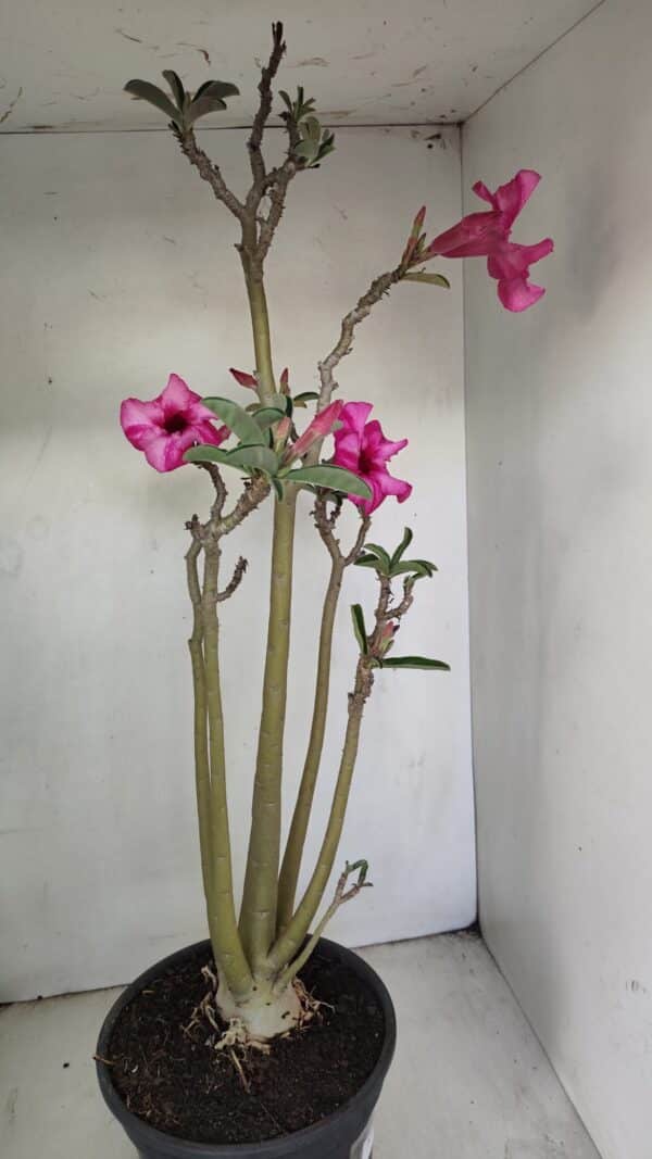 Planta Simples 3218 – 55cm – 04 anos - Imagem 6