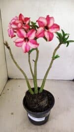 Planta Simples 3219 – 35cm – 03 anos - Imagem 2