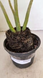 Planta Simples 3219 – 35cm – 03 anos - Imagem 6