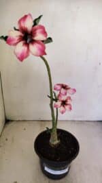 Planta Simples 3220 – 30cm – 02 anos - Imagem 2