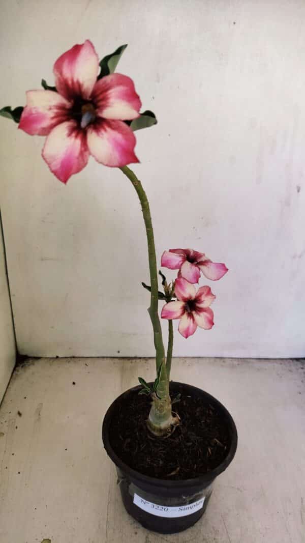 Planta Simples 3220 – 30cm – 02 anos - Imagem 2