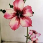 Planta Simples 3220 – 30cm – 02 anos