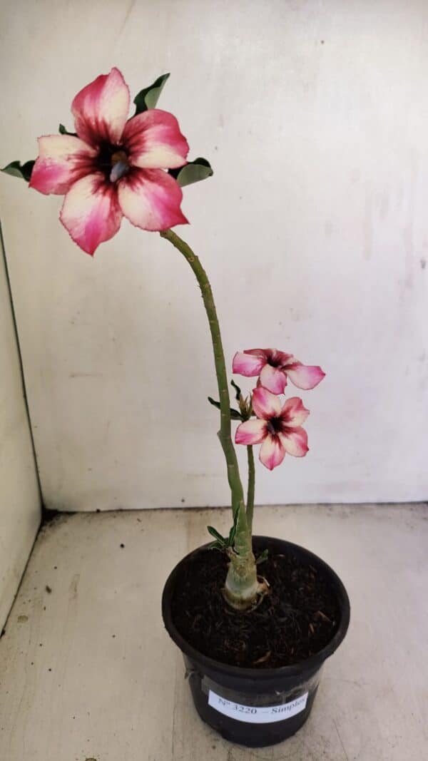 Planta Simples 3220 – 30cm – 02 anos - Imagem 8