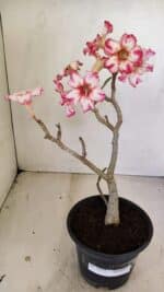 Planta Simples 3223 – 30cm – 03 anos - Imagem 2