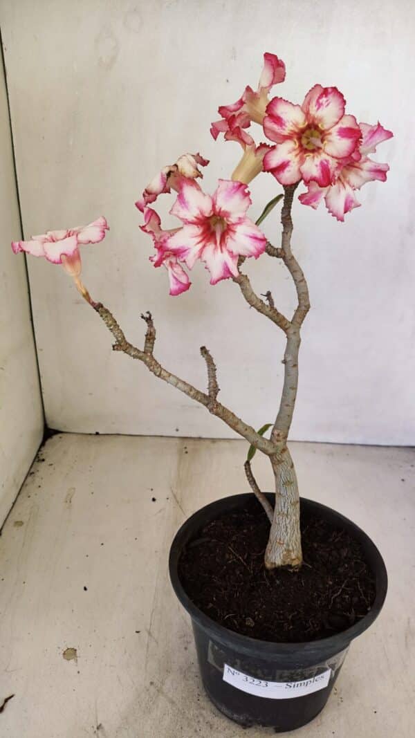 Planta Simples 3223 – 30cm – 03 anos - Imagem 2