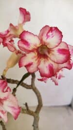 Planta Simples 3223 – 30cm – 03 anos