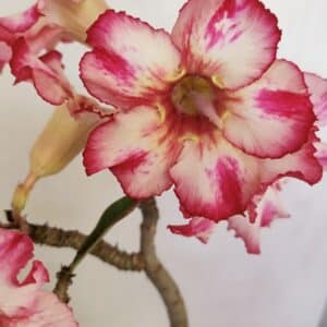 Planta Simples 3223 – 30cm – 03 anos
