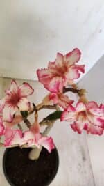 Planta Simples 3223 – 30cm – 03 anos - Imagem 4
