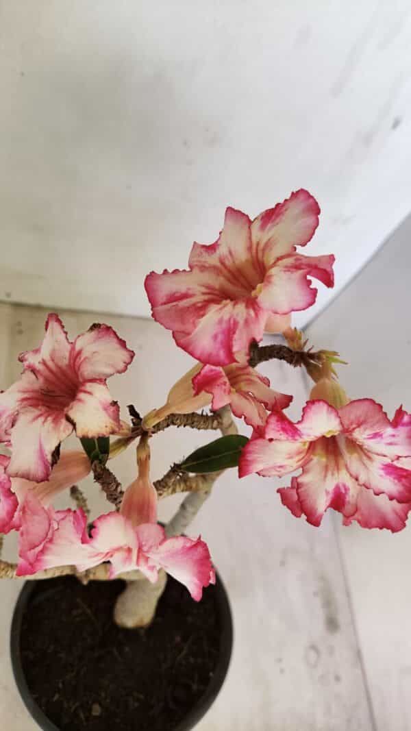 Planta Simples 3223 – 30cm – 03 anos - Imagem 4