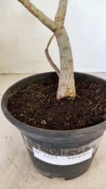 Planta Simples 3223 – 30cm – 03 anos - Imagem 7