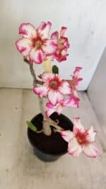 Planta Simples 3223 – 30cm – 03 anos - Imagem 5