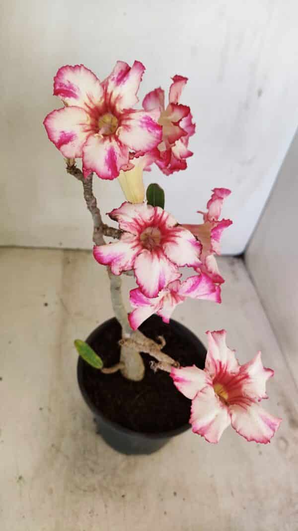 Planta Simples 3223 – 30cm – 03 anos - Imagem 5