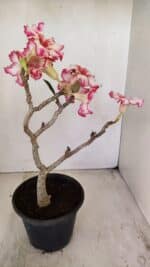Planta Simples 3223 – 30cm – 03 anos - Imagem 6