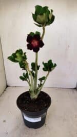 Planta Simples 3224 – 30cm – 02 anos - Imagem 2
