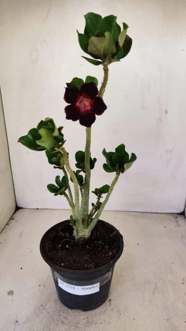 Planta Simples 3224 – 30cm – 02 anos - Imagem 2