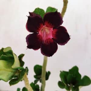 Planta Simples 3224 – 30cm – 02 anos