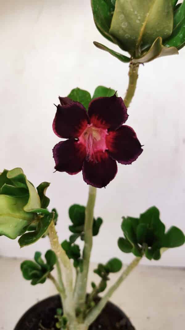 Planta Simples 3224 – 30cm – 02 anos - Imagem 1