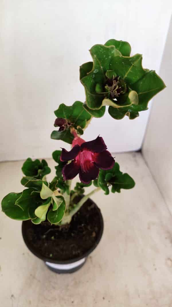 Planta Simples 3224 – 30cm – 02 anos - Imagem 4