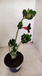 Planta Simples 3224 – 30cm – 02 anos - Imagem 6