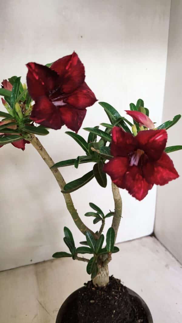 Planta Simples 3225 – 35cm – 03 anos - Imagem 1