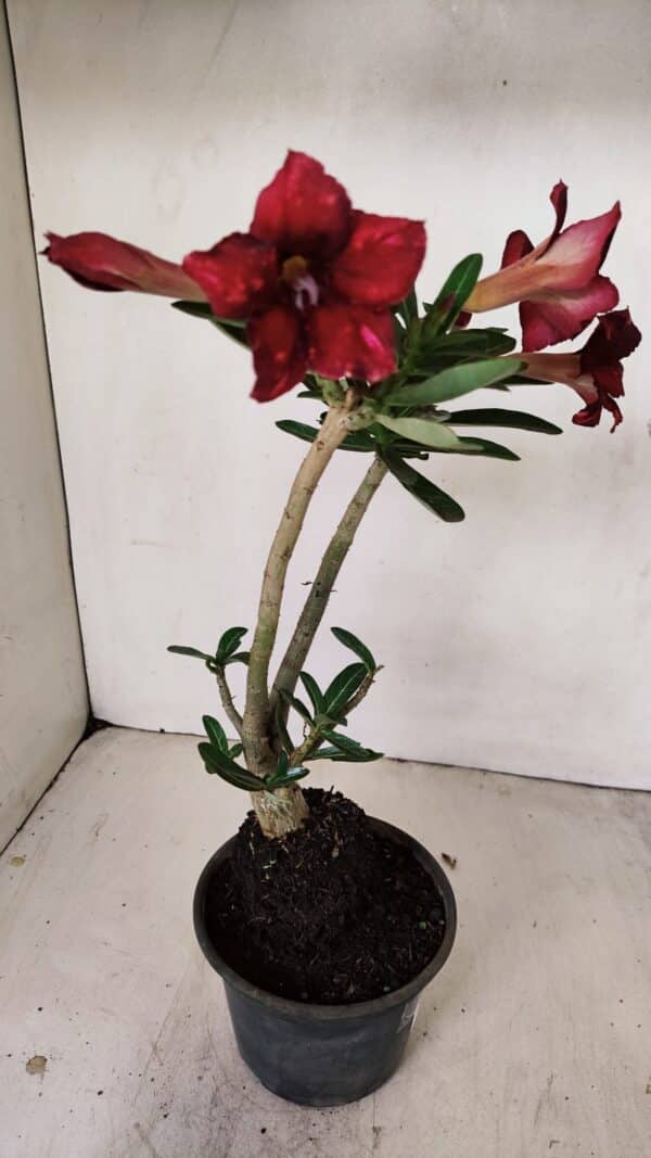 Planta Simples 3225 – 35cm – 03 anos - Imagem 7