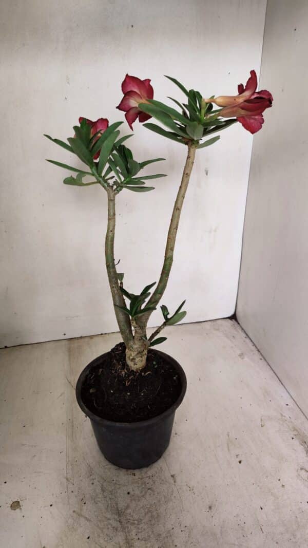 Planta Simples 3225 – 35cm – 03 anos - Imagem 6