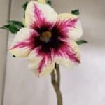 Planta Simples 3226 – 35cm – 03 anos