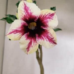 Planta Simples 3226 – 35cm – 03 anos