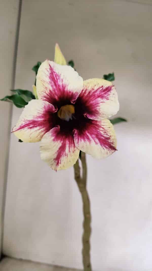 Planta Simples 3226 – 35cm – 03 anos - Imagem 1