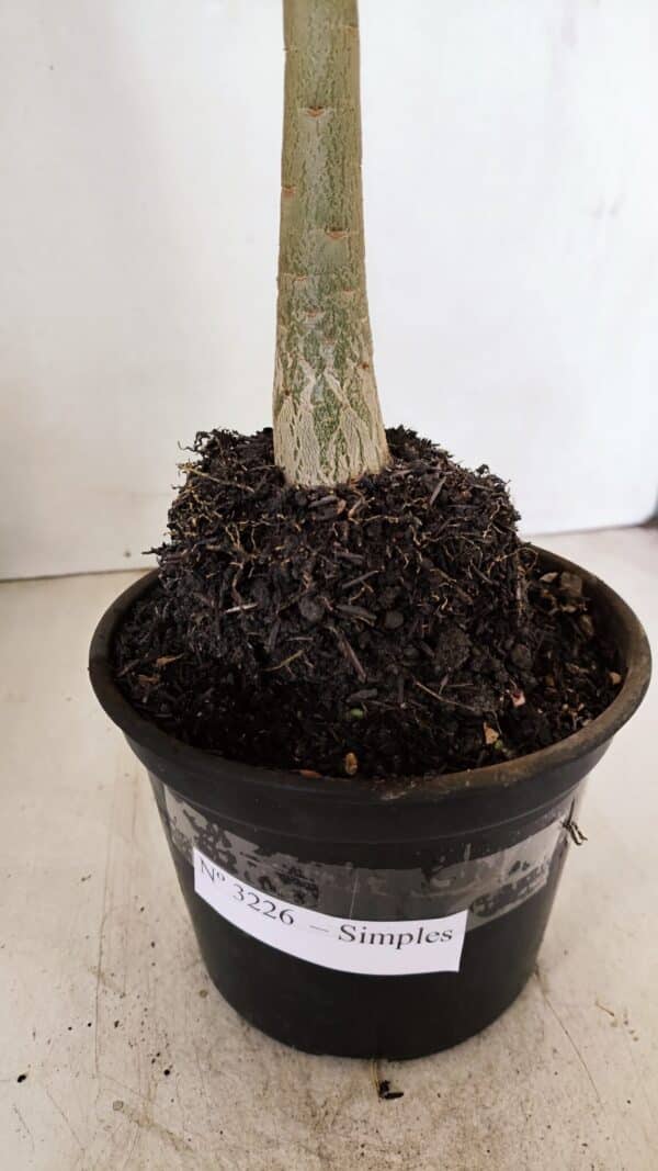 Planta Simples 3226 – 35cm – 03 anos - Imagem 6
