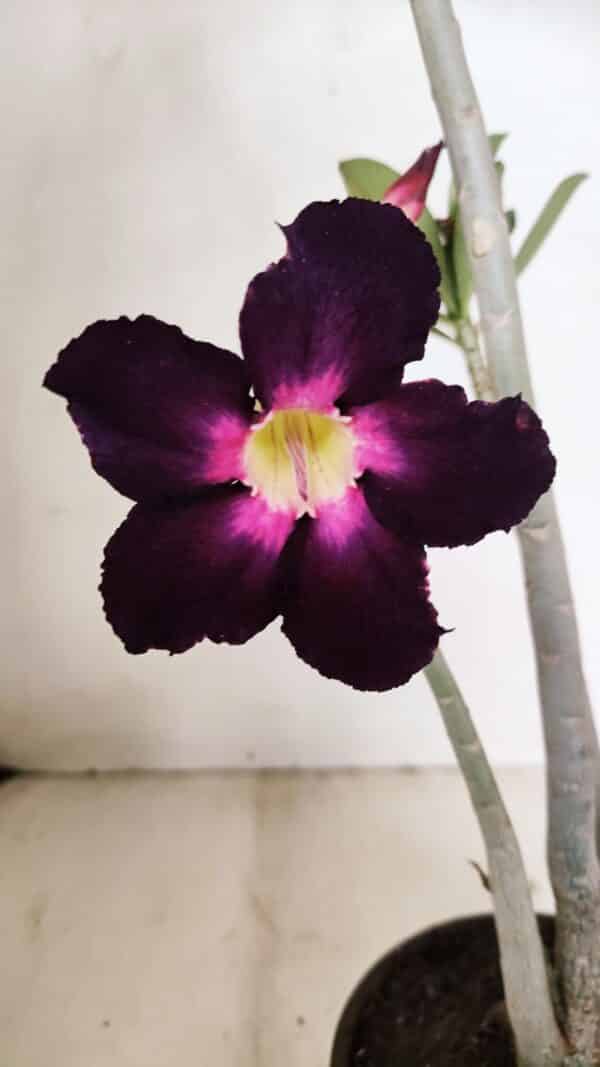 Planta Simples 3227 – 35cm – 03 anos - Imagem 1