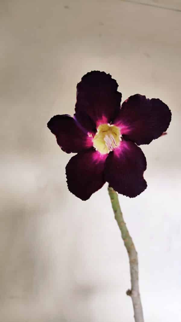 Planta Simples 3227 – 35cm – 03 anos - Imagem 4