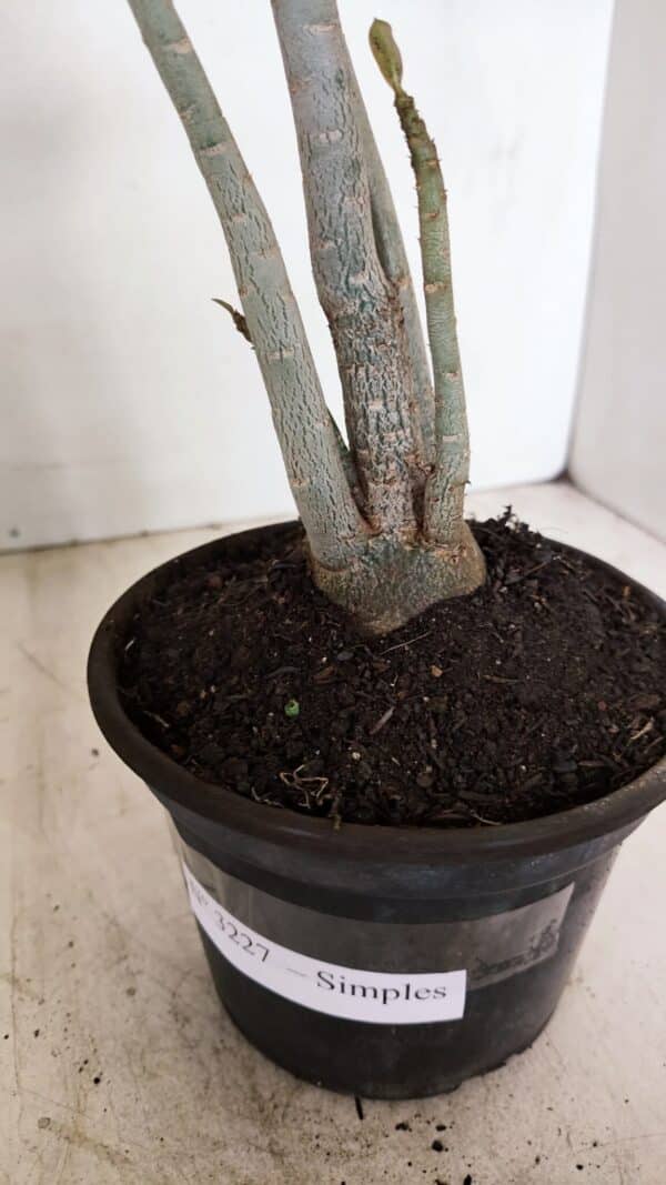 Planta Simples 3227 – 35cm – 03 anos - Imagem 6