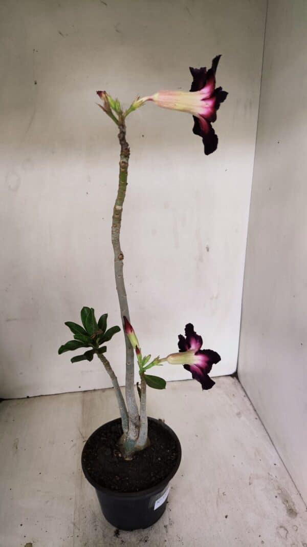 Planta Simples 3227 – 35cm – 03 anos - Imagem 5