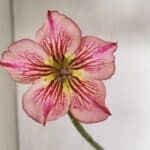 Planta Simples 3228 – 30cm – 01 ano