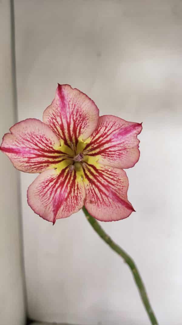 Planta Simples 3228 – 30cm – 01 ano - Imagem 1