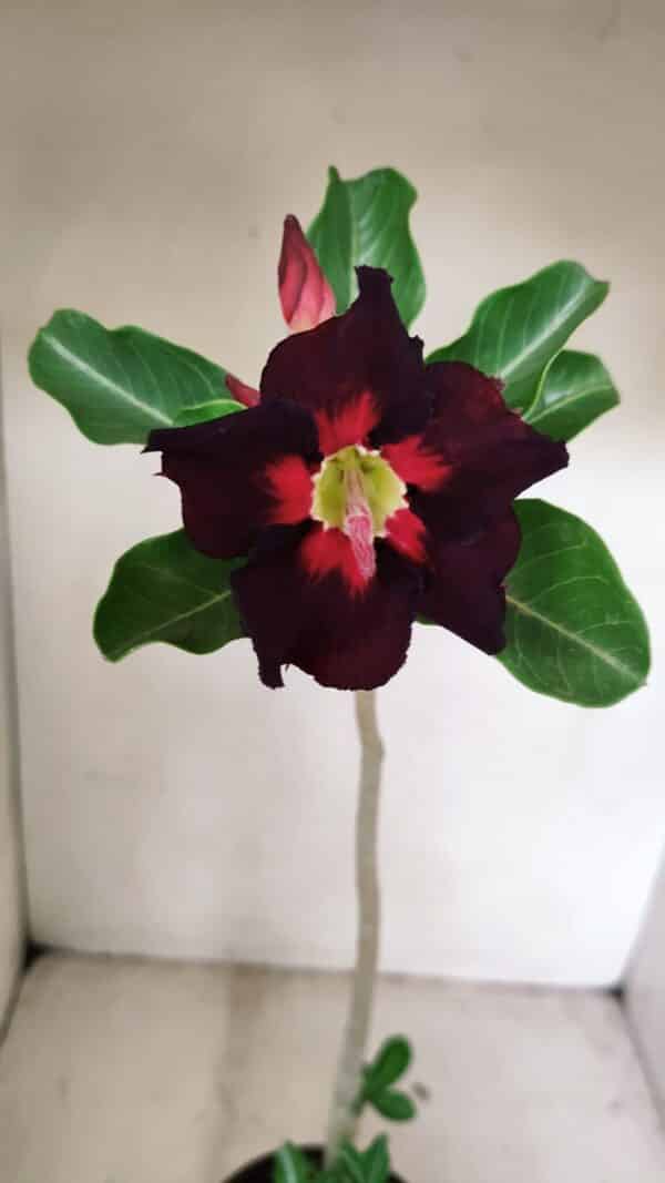 Planta Simples 3229 – 35cm – 03 anos - Imagem 1