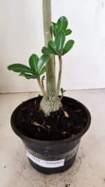 Planta Simples 3229 – 35cm – 03 anos - Imagem 5