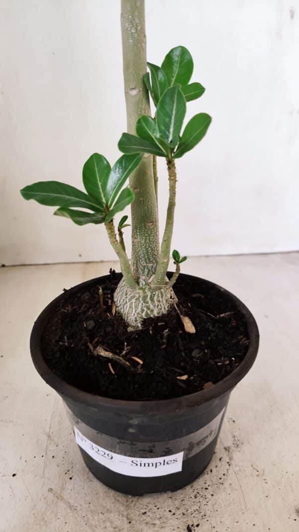 Planta Simples 3229 – 35cm – 03 anos - Imagem 5