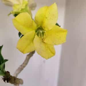Planta Simples 3231 – 35cm – 03 anos